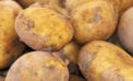 potato Frozen potato processing plant opens in Lethbridge