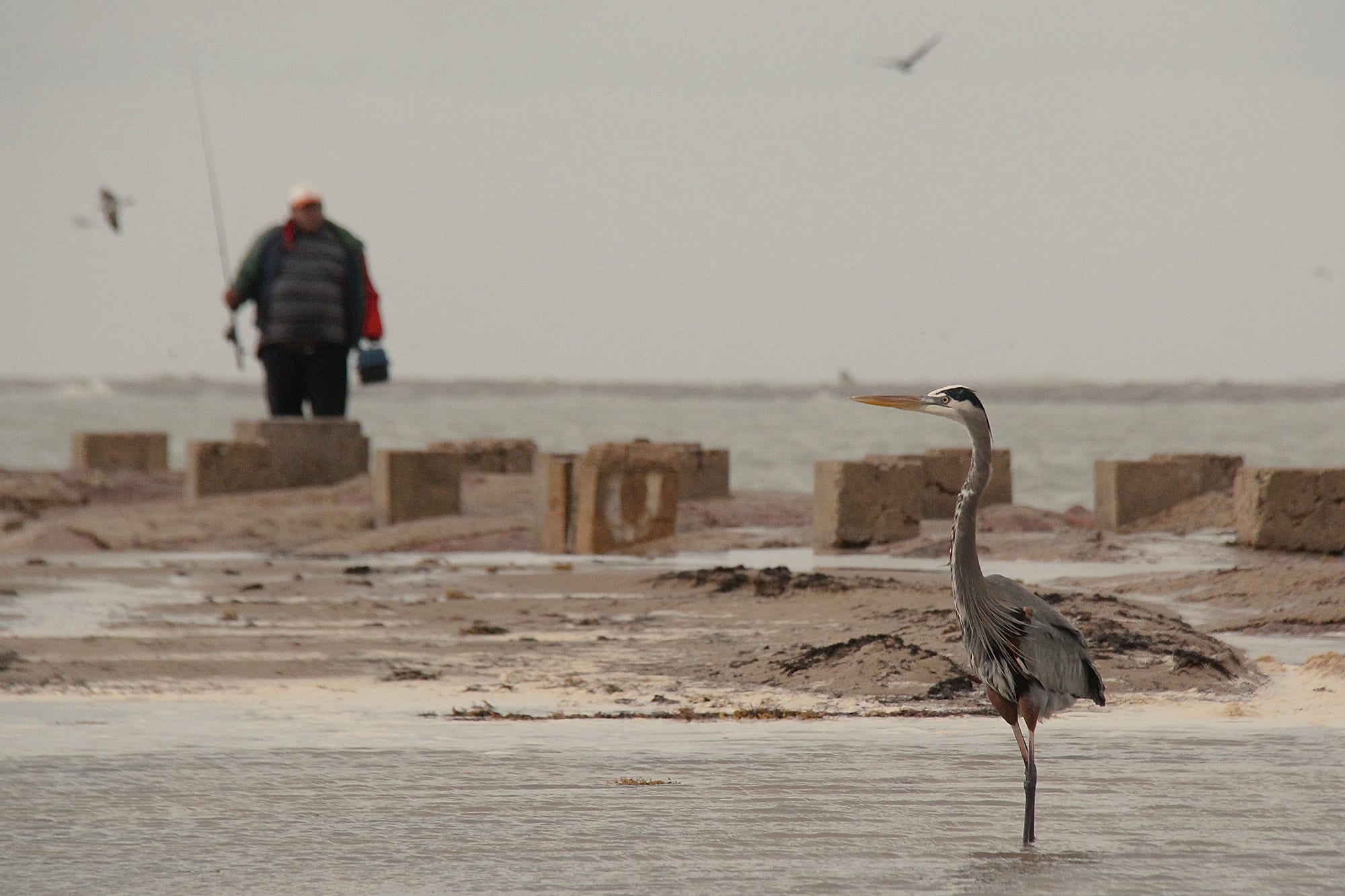 A fisherman watches a great blue heron