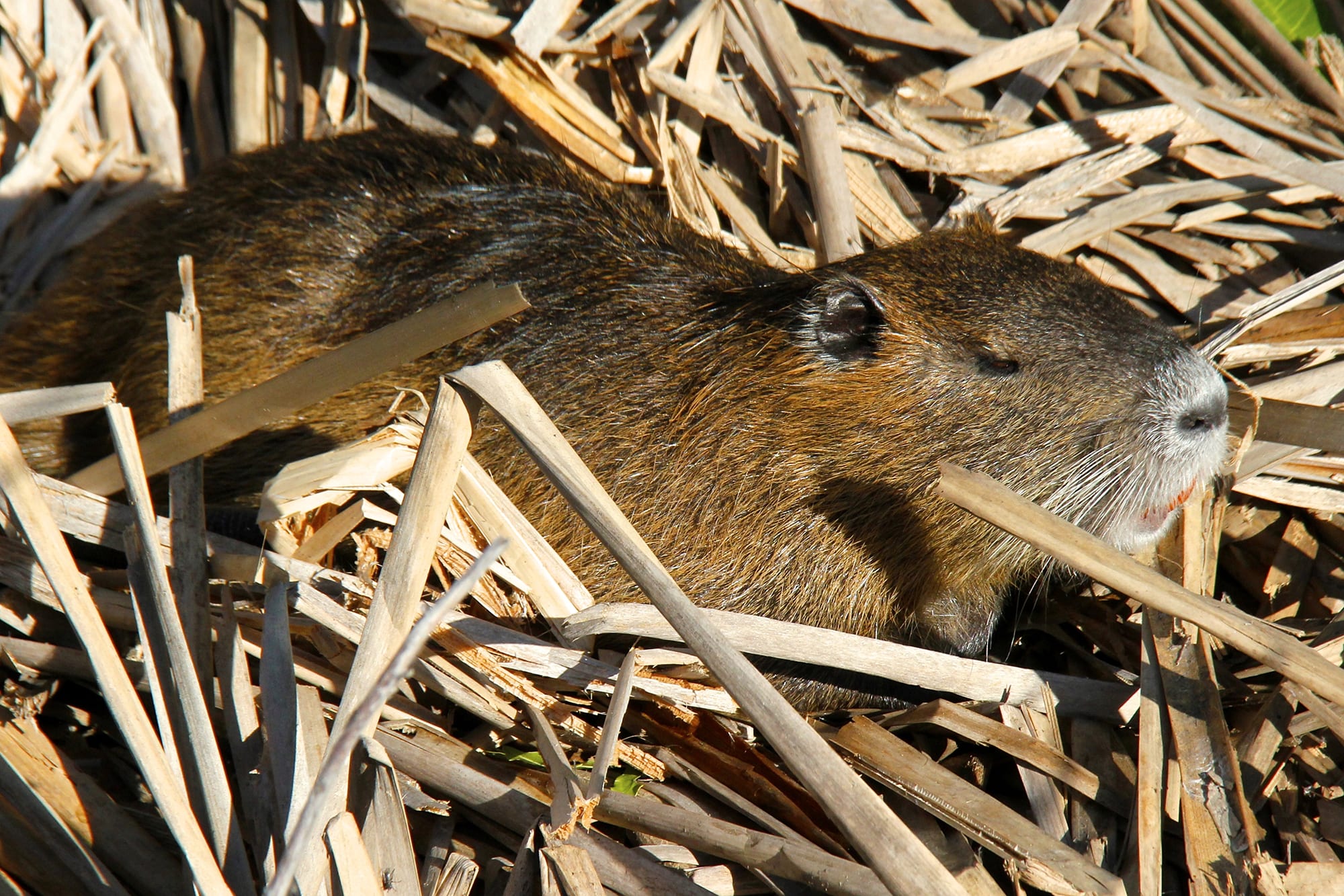 The nutria is a giant rodent that enjoys warm climes