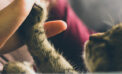 Antiviral used to treat cat coronavirus also works against COVID-19 Antiviral used to treat cat coronavirus also works against COVID-19