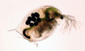 fresh water flea Common sunscreen ingredients dangerous for freshwater ecosystems
