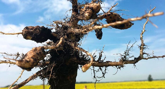 New canola-killing clubroot strains found in Western Canada