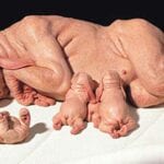 human aninal hybrids