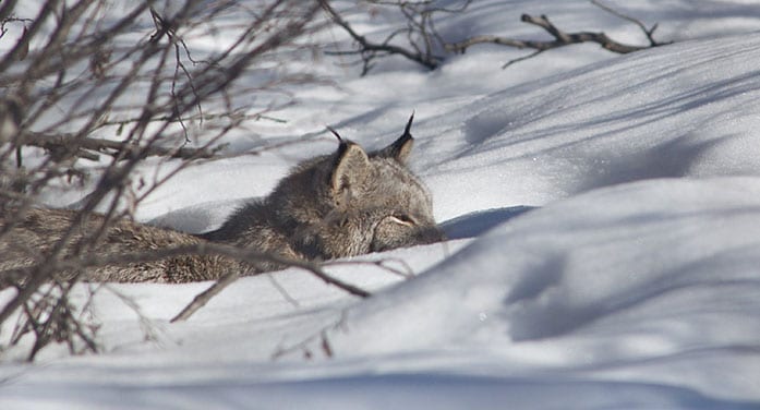 Scientists reveal the secret lives of Canada lynx