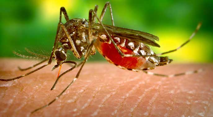 The science behind what attracts and repels pesky mosquitoes