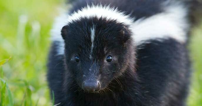 skunk Do you have smelly neighbours? (Skunks, not pot growers)