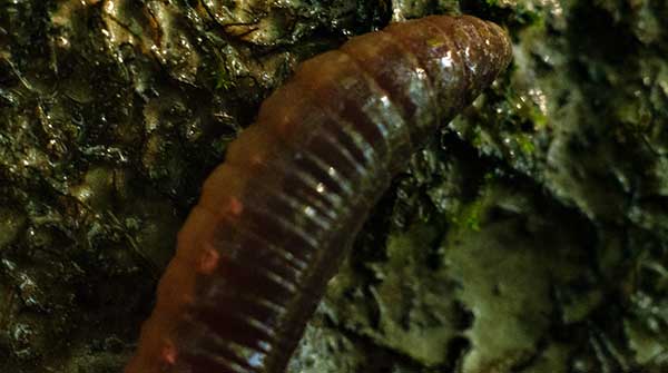 Invasive earthworms shifting soil microbes in boreal forests