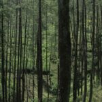 Boreal forests could hold the key to achieving Canada’s climate goals