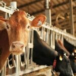 Why is Canada paying for dairy ‘losses’ during a boom?